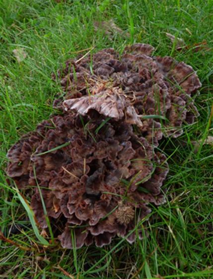 A closer look at a very dark purplish-pink fruit body at the University of Exeter under English oak.